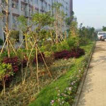 广西工商职业技术学院绿化升级一期
